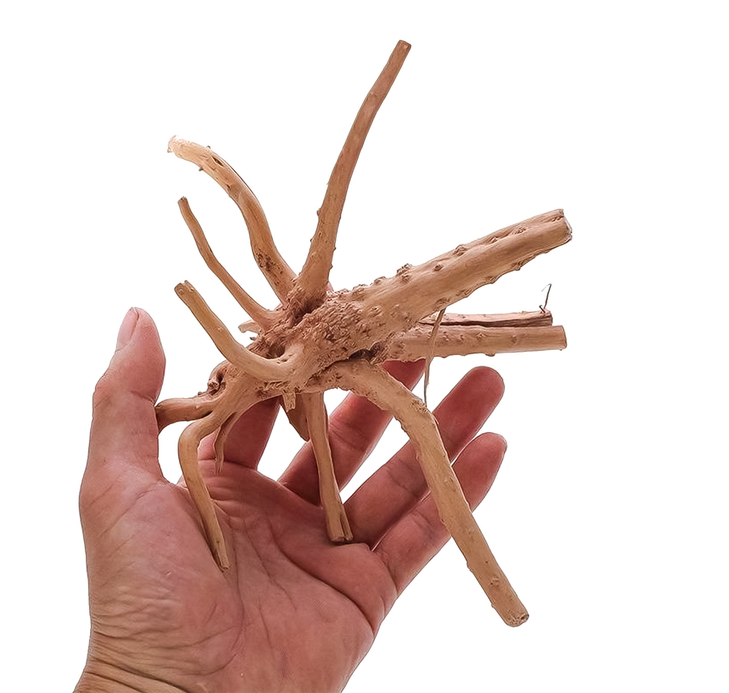 Aquarium Spiderwood (M) - Driftwood - Natuurlijke Houten Decoratie voor Je Aquarium - Uniek en Sfeervol - Koop Nu voor een Prachtig Onderwaterlandschap!