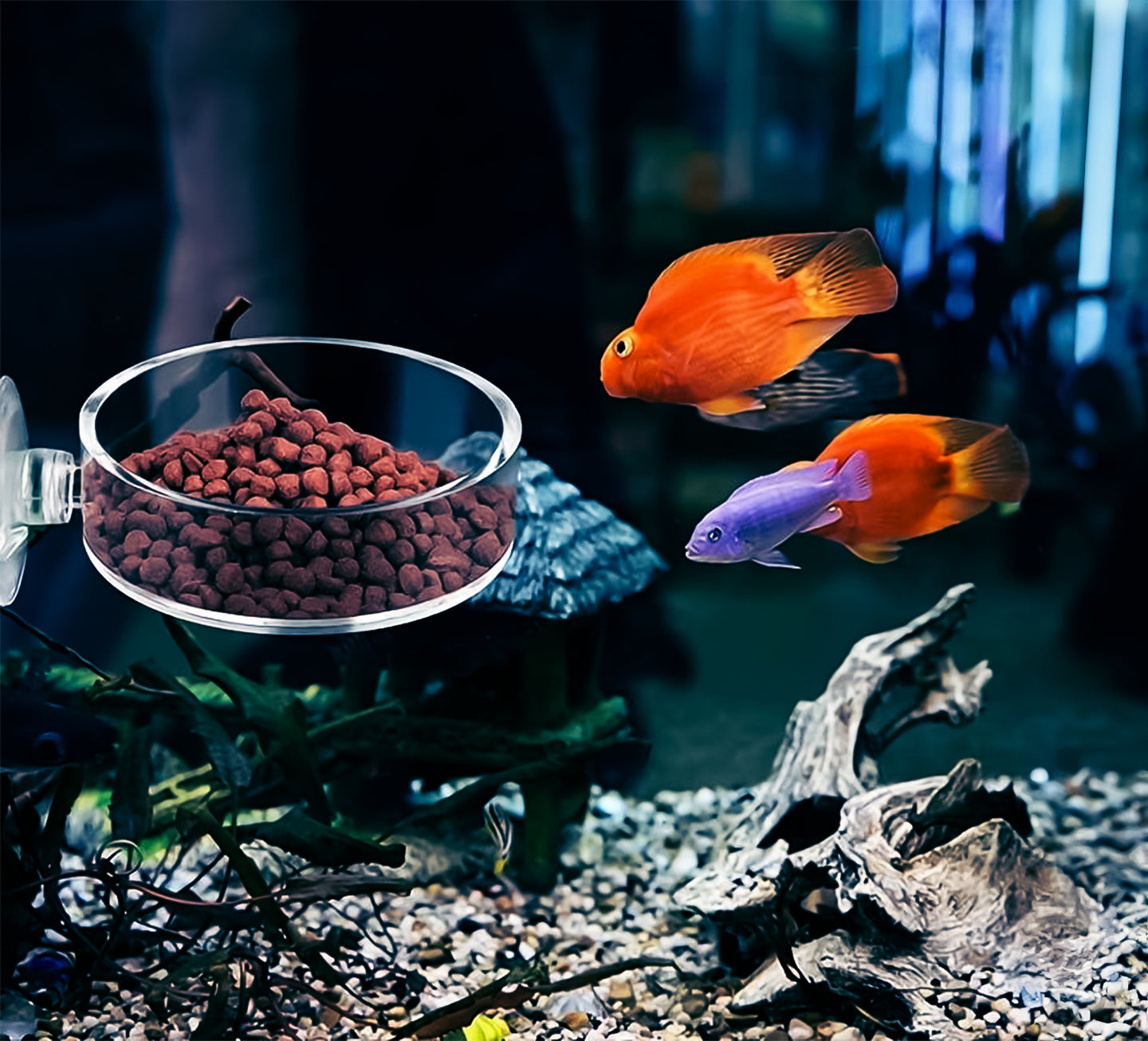 Plastic Voederplaat met Zuignap voor Aquarium - Garnalen Voerbakje (Rond) - Houd uw aquariumomgeving georganiseerd en voed uw garnalen eenvoudig met dit handige ronde voerbakje, eenvoudig te bevestigen met sterke zuignap voor stabiliteit en gemak.
