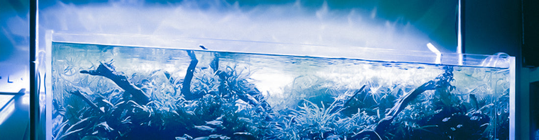 Water verversen aquarium