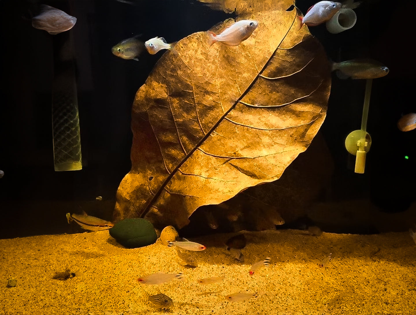 10 stuks Aquarium Catappa Bladeren (Amandel Blad) - natuurlijke waterverbetering voor vissen en garnalen. Verrijk uw aquarium met deze hoogwaardige Catappa bladeren voor optimale waterkwaliteit en welzijn van uw aquariumbewoners. Een must-have voor aquaristen op zoek naar een natuurlijke oplossing voor waterverbetering. Bestel nu voor een gezonder en gebalanceerd ecosysteem!