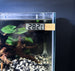 Voeg een vleugje elegantie toe aan uw aquarium met onze Klevende Digitale Aquarium Thermometer in Goud! Eenvoudig te bevestigen aan de buitenkant van uw tank, biedt deze thermometer nauwkeurige temperatuurmetingen met een stijlvolle uitstraling. Monitor de omgeving van uw vissen op een betrouwbare en verfijnde manier. Bestel nu voor een functionele en luxueuze toevoeging aan uw aquatische wereld!