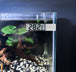 Monitor de temperatuur van uw aquarium met gemak met onze Klevende Digitale Aquarium Thermometer in Zilver! Bevestig deze handige thermometer eenvoudig aan de buitenkant van uw tank voor nauwkeurige temperatuurmetingen. Het strakke zilveren ontwerp past perfect bij elk aquariumdecor. Bestel nu voor een betrouwbare en stijlvolle manier om de omgeving van uw vissen te bewaken!