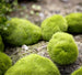 Set van 6 waterplant kunst mosbollen, perfect voor het toevoegen van groen en levensechte uitstraling aan uw aquarium zonder onderhoud.