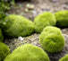 Set van 6 waterplant kunst mosbollen, perfect voor het toevoegen van groen en levensechte uitstraling aan uw aquarium zonder onderhoud.