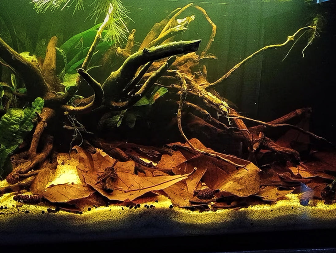 10 stuks Aquarium Catappa Bladeren (Amandel Blad) - natuurlijke waterverbetering voor vissen en garnalen. Verrijk uw aquarium met deze hoogwaardige Catappa bladeren voor optimale waterkwaliteit en welzijn van uw aquariumbewoners. Een must-have voor aquaristen op zoek naar een natuurlijke oplossing voor waterverbetering. Bestel nu voor een gezonder en gebalanceerd ecosysteem!
