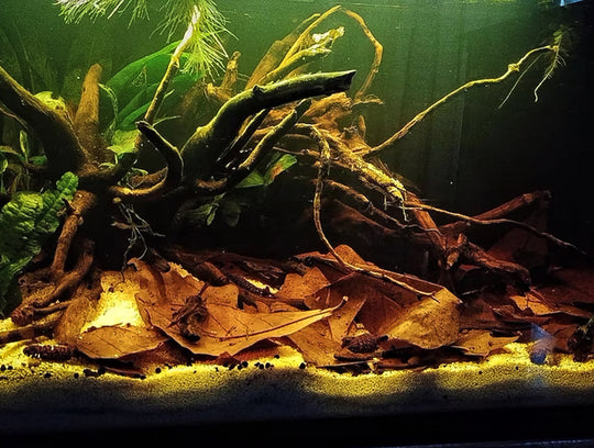 10 stuks Aquarium Catappa Bladeren (Amandel Blad) - natuurlijke waterverbetering voor vissen en garnalen. Verrijk uw aquarium met deze hoogwaardige Catappa bladeren voor optimale waterkwaliteit en welzijn van uw aquariumbewoners. Een must-have voor aquaristen op zoek naar een natuurlijke oplossing voor waterverbetering. Bestel nu voor een gezonder en gebalanceerd ecosysteem!
