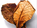 10 stuks Aquarium Catappa Bladeren (Amandel Blad) - natuurlijke waterverbetering voor vissen en garnalen. Verrijk uw aquarium met deze hoogwaardige Catappa bladeren voor optimale waterkwaliteit en welzijn van uw aquariumbewoners. Een must-have voor aquaristen op zoek naar een natuurlijke oplossing voor waterverbetering. Bestel nu voor een gezonder en gebalanceerd ecosysteem!