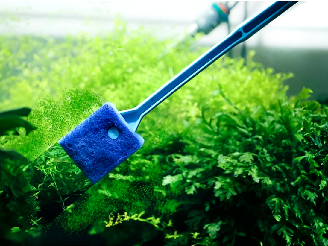 Een aquarium schoonmaakborstel met een spons voor het reinigen van ramen en het verwijderen van algen. Deze handige borstel is perfect voor het onderhouden van een helder en schoon aquarium. Geschikt voor zowel glazen als acryl aquaria.