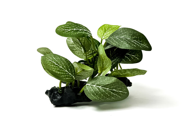 Verrijk uw aquarium met onze natuurgetrouwe Aquarium Kunstplant - Salutuya Plant! Voeg kleur en leven toe zonder onderhoudsgedoe. Bestel nu voor een prachtige aquascape!