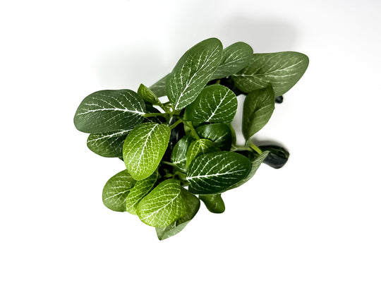 Verrijk uw aquarium met onze natuurgetrouwe Aquarium Kunstplant - Salutuya Plant! Voeg kleur en leven toe zonder onderhoudsgedoe. Bestel nu voor een prachtige aquascape!