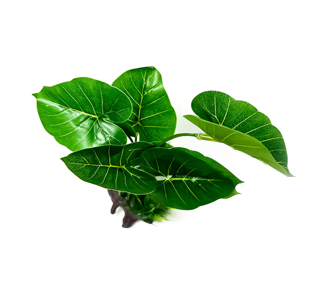 Creëer een levendige onderwaterwereld met onze natuurgetrouwe Aquarium Kunstplant - Hastifolia Plant! Voeg een vleugje groen toe aan uw aquariumdecor met deze hoogwaardige kunstplant die niet van echt te onderscheiden is. Verrijk het leefgebied van uw vissen met een weelderige en onderhoudsvrije plantoptie. Bestel nu voor een prachtige esthetiek en een stressvrije omgeving voor uw aquariumbewoners. Maak uw aquarium compleet met onze realistische Hastifolia Plant!