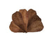 10 stuks Aquarium Catappa Bladeren (Amandel Blad) - natuurlijke waterverbetering voor vissen en garnalen. Verrijk uw aquarium met deze hoogwaardige Catappa bladeren voor optimale waterkwaliteit en welzijn van uw aquariumbewoners. Een must-have voor aquaristen op zoek naar een natuurlijke oplossing voor waterverbetering. Bestel nu voor een gezonder en gebalanceerd ecosysteem!