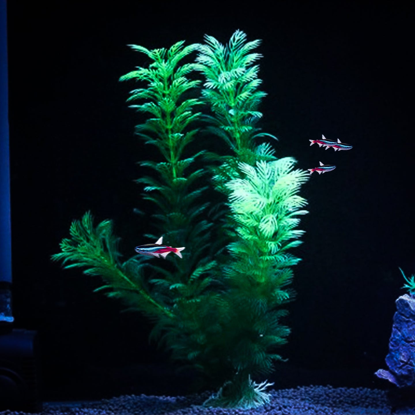 Levendig Groene Aquarium Kunstplant - Duurzame Saim Waterplant (30cm) - Perfect voor Aquascape - Koop Nu voor een Prachtige Onderwaterwereld!