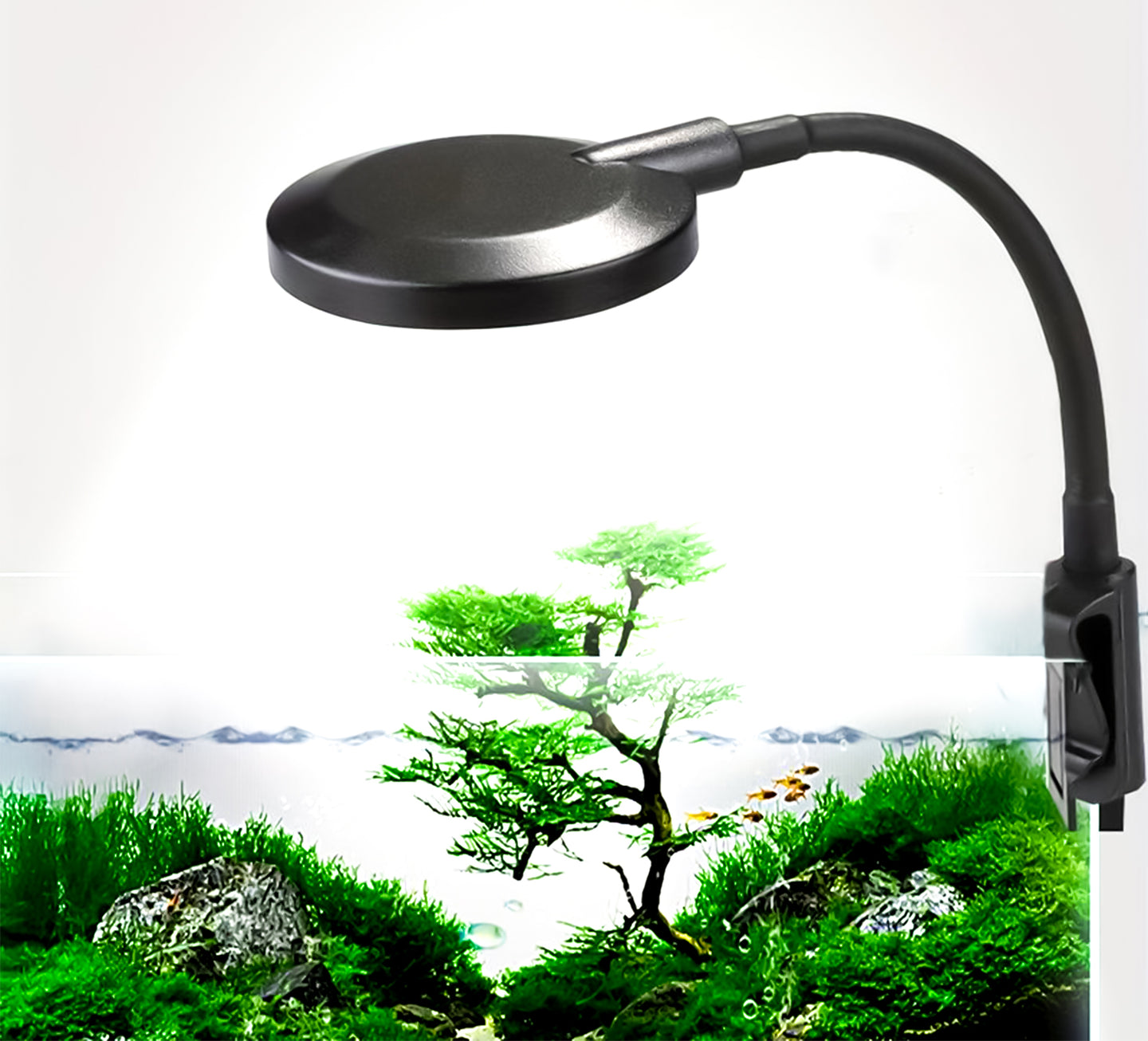 Verlicht uw aquarium met gemak met onze Mini LED Verlichting met Klem! Creëer een sfeervolle ambiance en laat uw aquarium stralen met deze compacte en krachtige verlichtingsoptie. Eenvoudig te bevestigen voor een prachtig verlichte onderwaterwereld. Bestel nu voor een heldere en levendige aquatische omgeving!