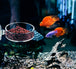 Plastic Voederplaat met Zuignap voor Aquarium - Garnalen Voerbakje (Rond) - Houd uw aquariumomgeving georganiseerd en voed uw garnalen eenvoudig met dit handige ronde voerbakje, eenvoudig te bevestigen met sterke zuignap voor stabiliteit en gemak.