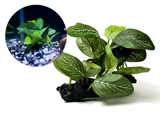 Verrijk uw aquarium met onze natuurgetrouwe Aquarium Kunstplant - Salutuya Plant! Voeg kleur en leven toe zonder onderhoudsgedoe. Bestel nu voor een prachtige aquascape!