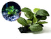 Verrijk uw aquarium met onze natuurgetrouwe Aquarium Kunstplant - Salutuya Plant! Voeg kleur en leven toe zonder onderhoudsgedoe. Bestel nu voor een prachtige aquascape!